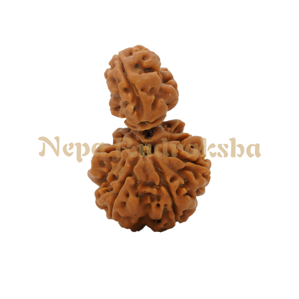 1 Mukhi Savar
