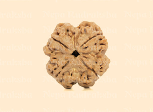 4 Mukhi (Medium) Rudraksha