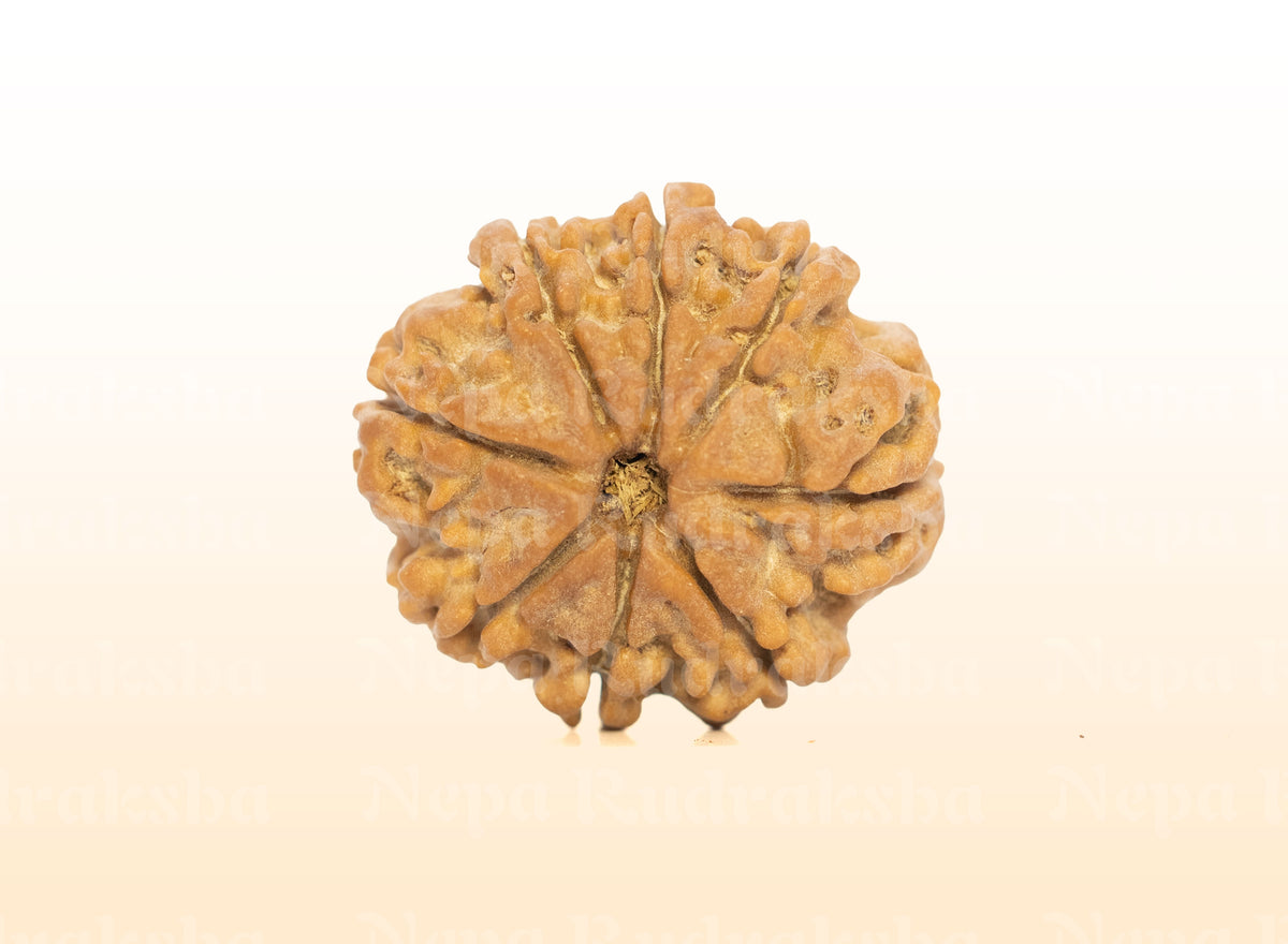 8 Mukhi (Medium) Rudraksha