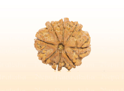 8 Mukhi (Medium) Rudraksha