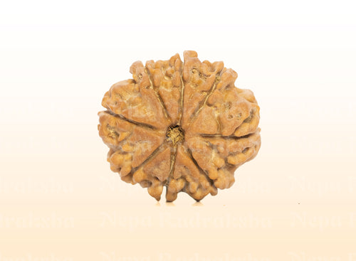 8 Mukhi (Medium) Rudraksha