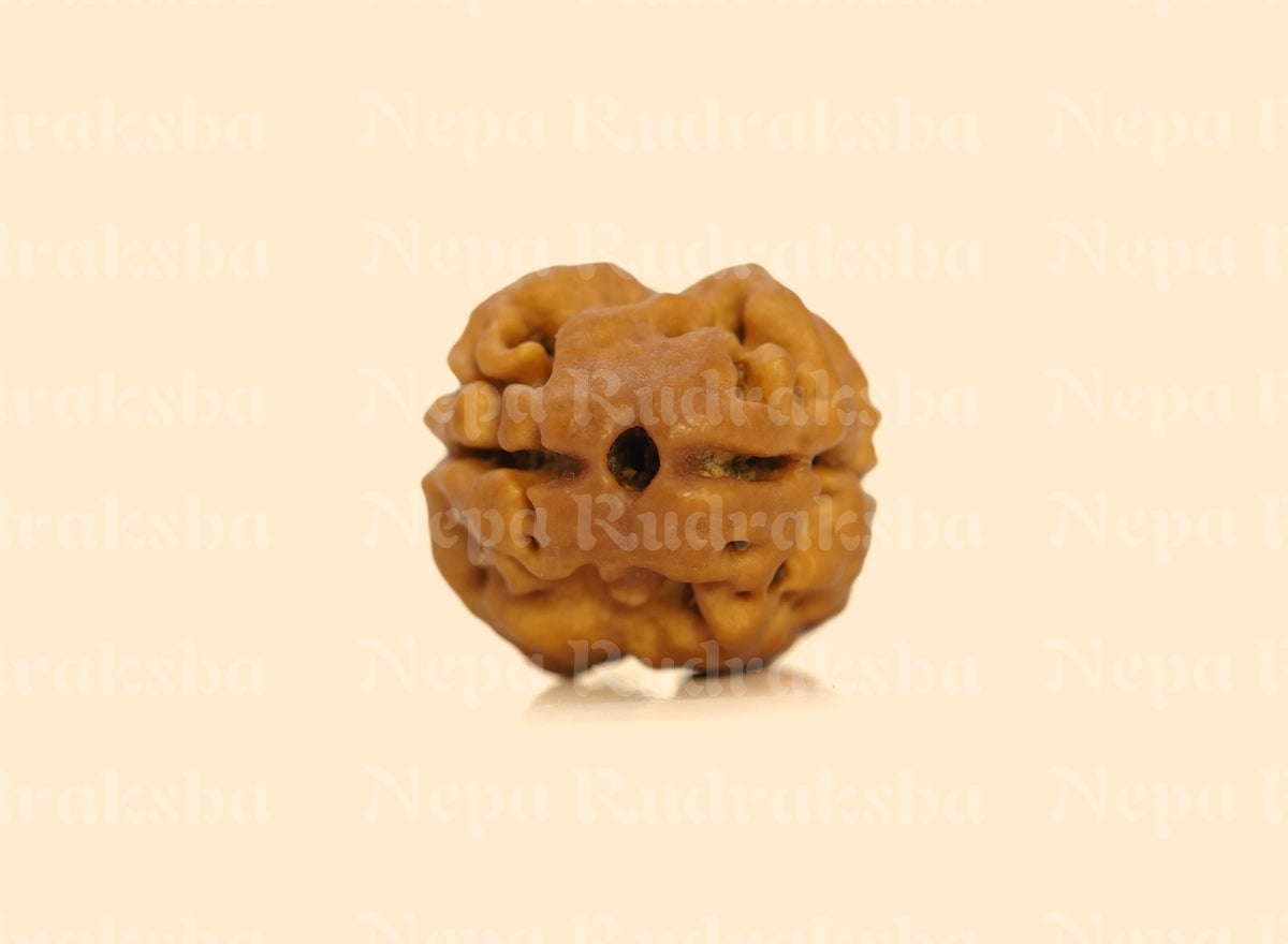 2 Mukhi (Collector) Rudraksha