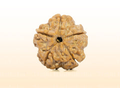 5 Mukhi (Regular) Rudraksha