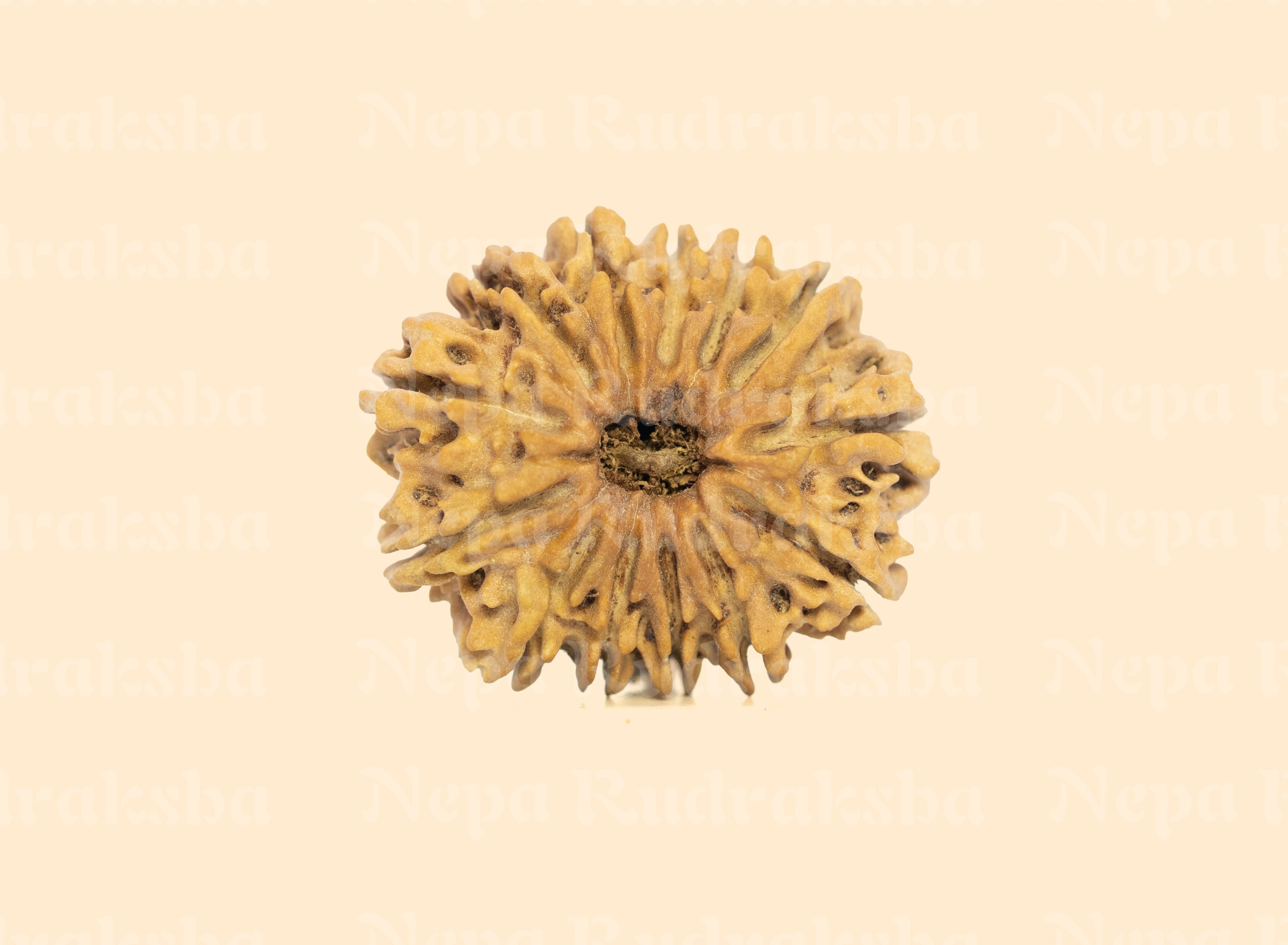 13 Mukhi (Collector) Rudraksha