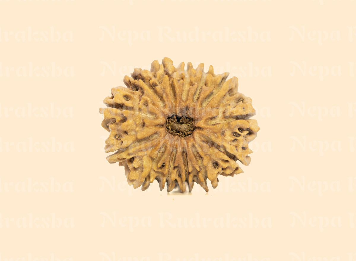 13 Mukhi (Collector) Rudraksha