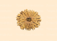 13 Mukhi (Collector) Rudraksha