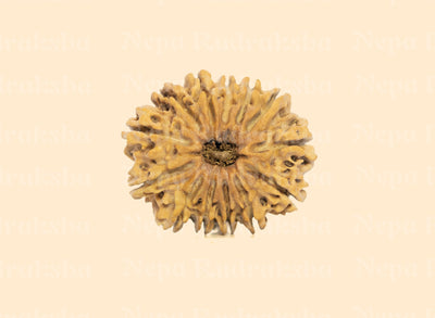 13 Mukhi (Collector) Rudraksha