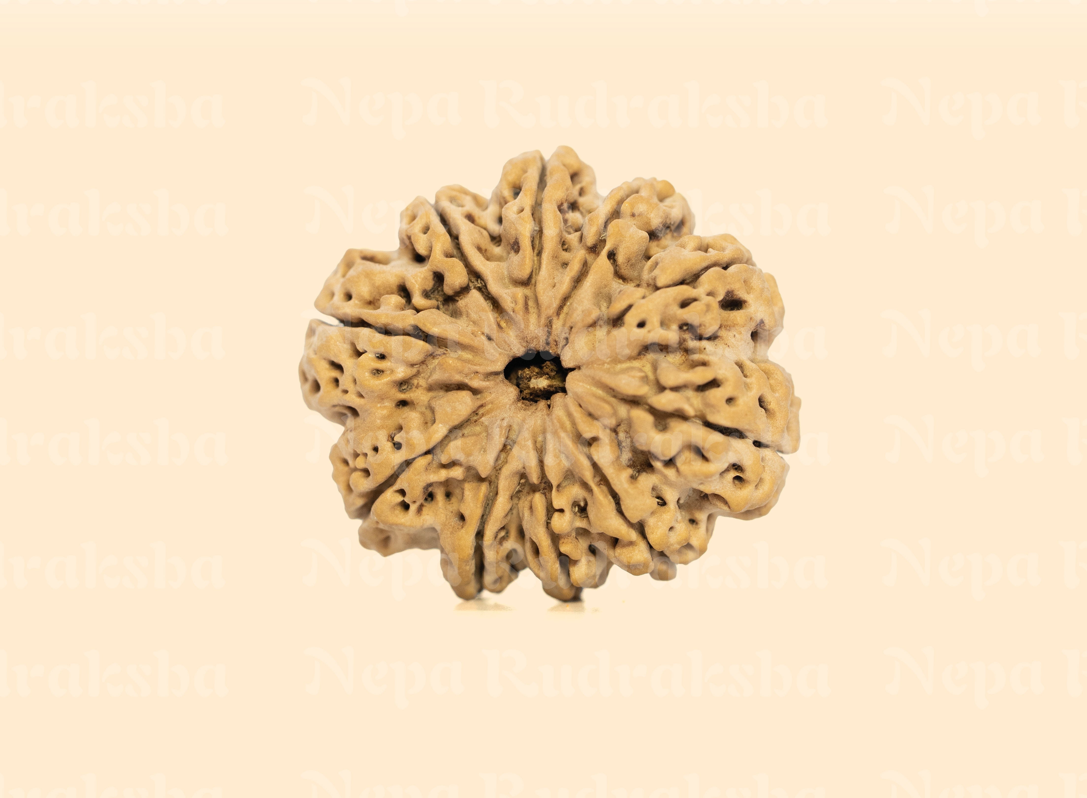 10 Mukhi (Super Collector) Rudraksha