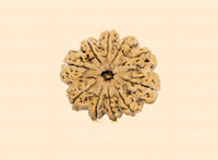 10 Mukhi (Super Collector) Rudraksha