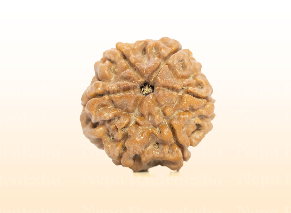 6 Mukhi (Regular) Rudraksha