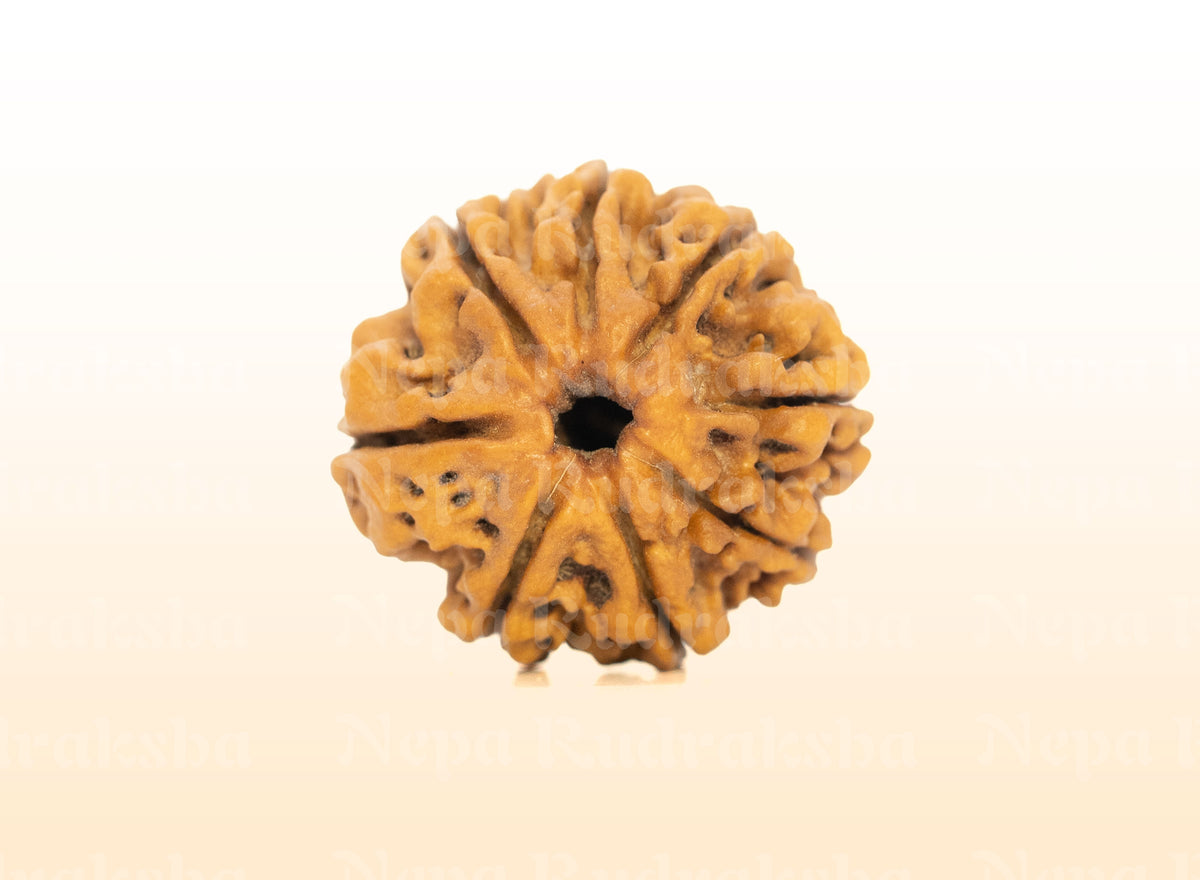 8 Mukhi (Regular) Rudraksha