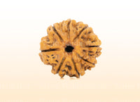 8 Mukhi (Regular) Rudraksha
