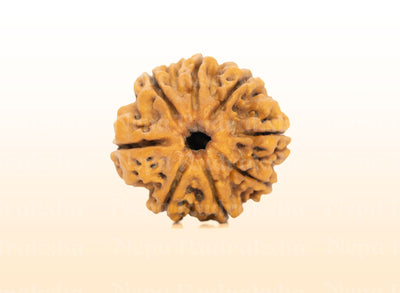8 Mukhi (Regular) Rudraksha