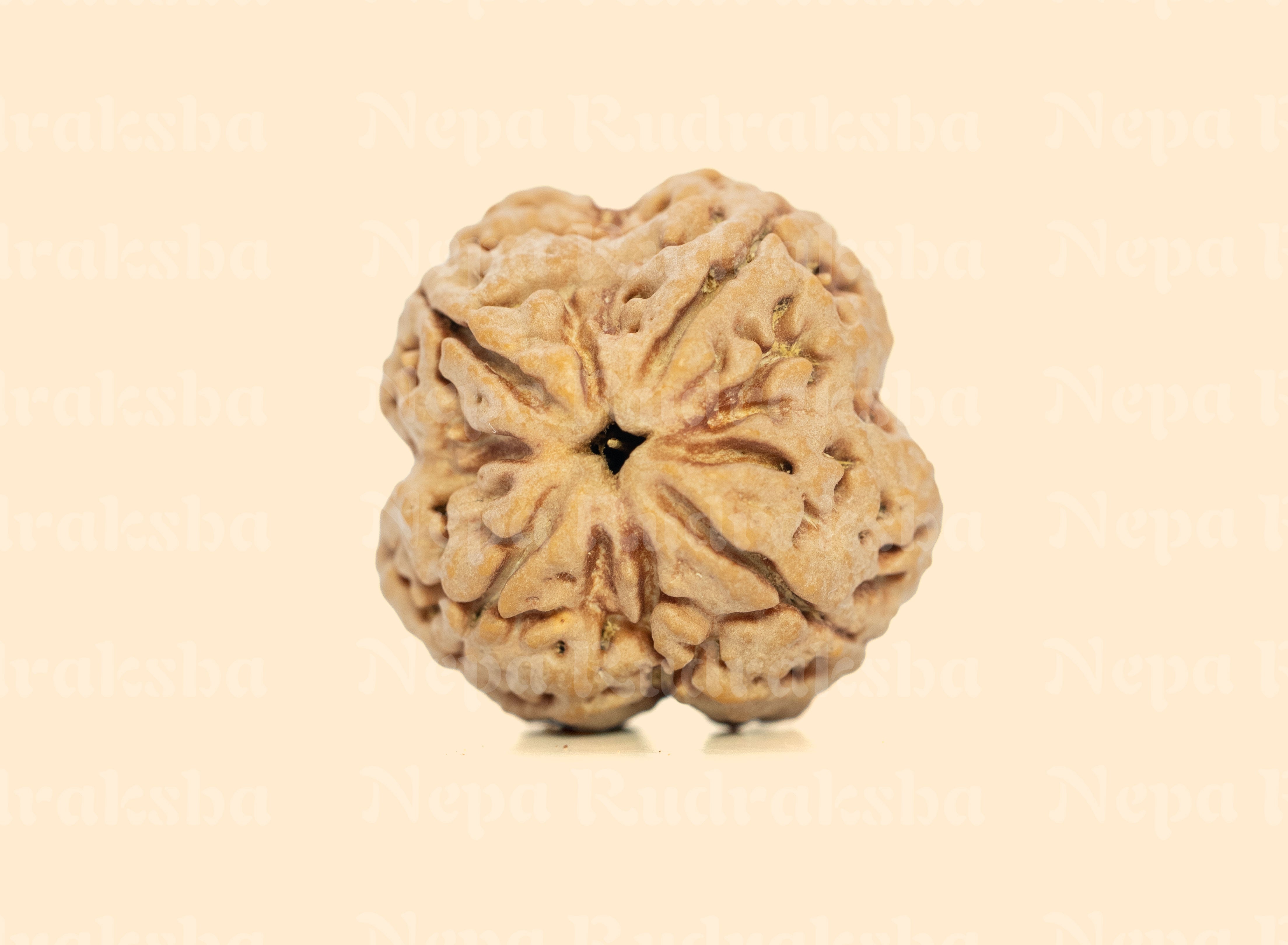 4 Mukhi (Super Collector) Rudraksha