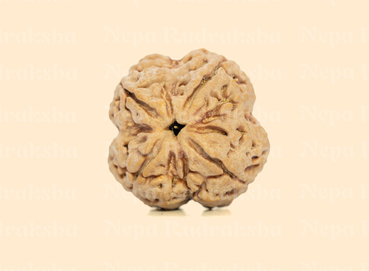 4 Mukhi (Super Collector) Rudraksha