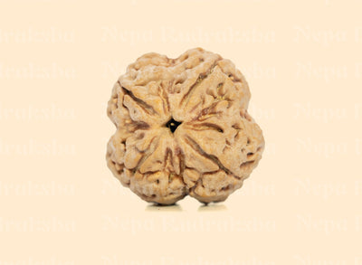 4 Mukhi (Super Collector) Rudraksha