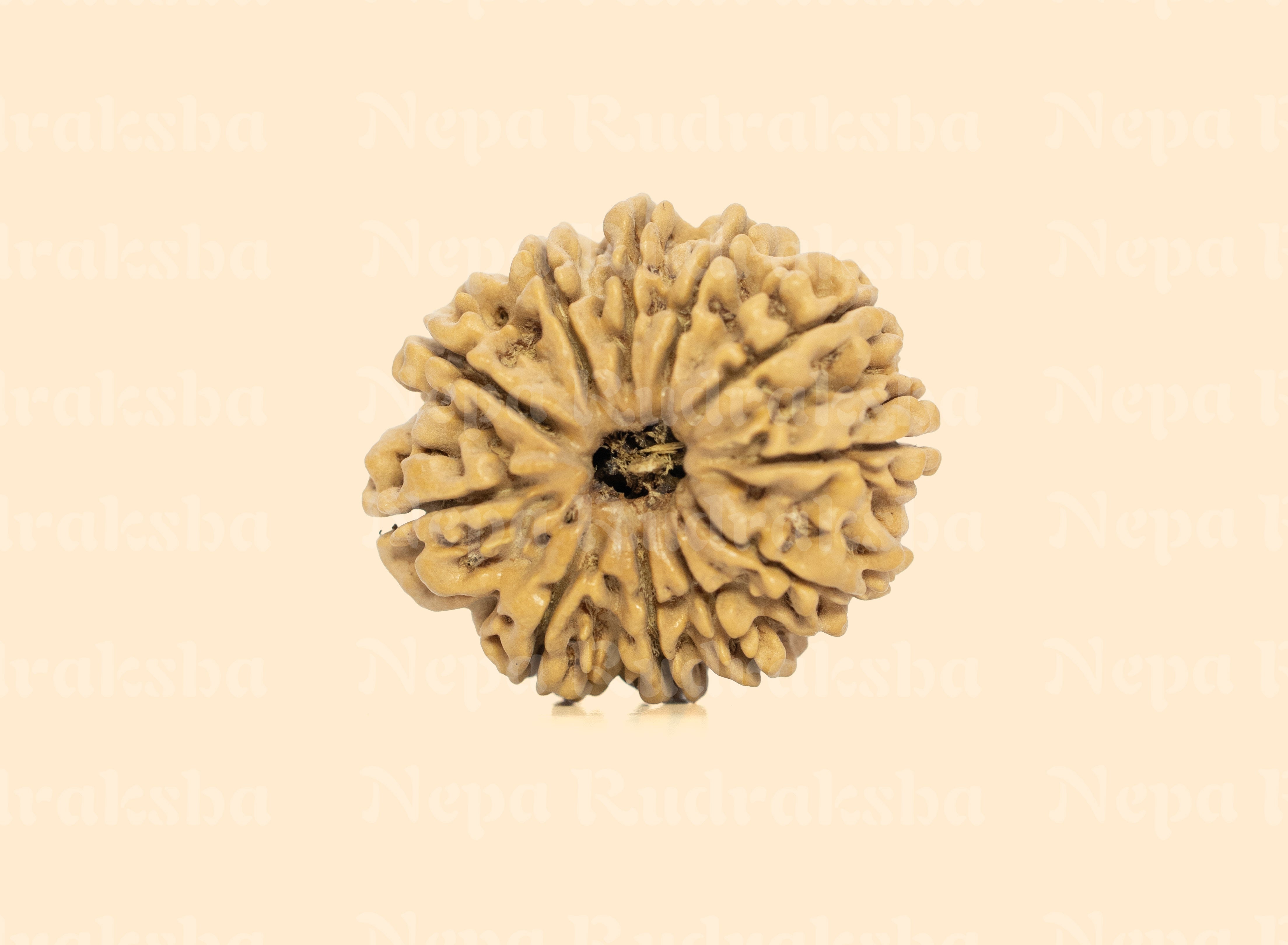 11 Mukhi (Collector) Rudraksha