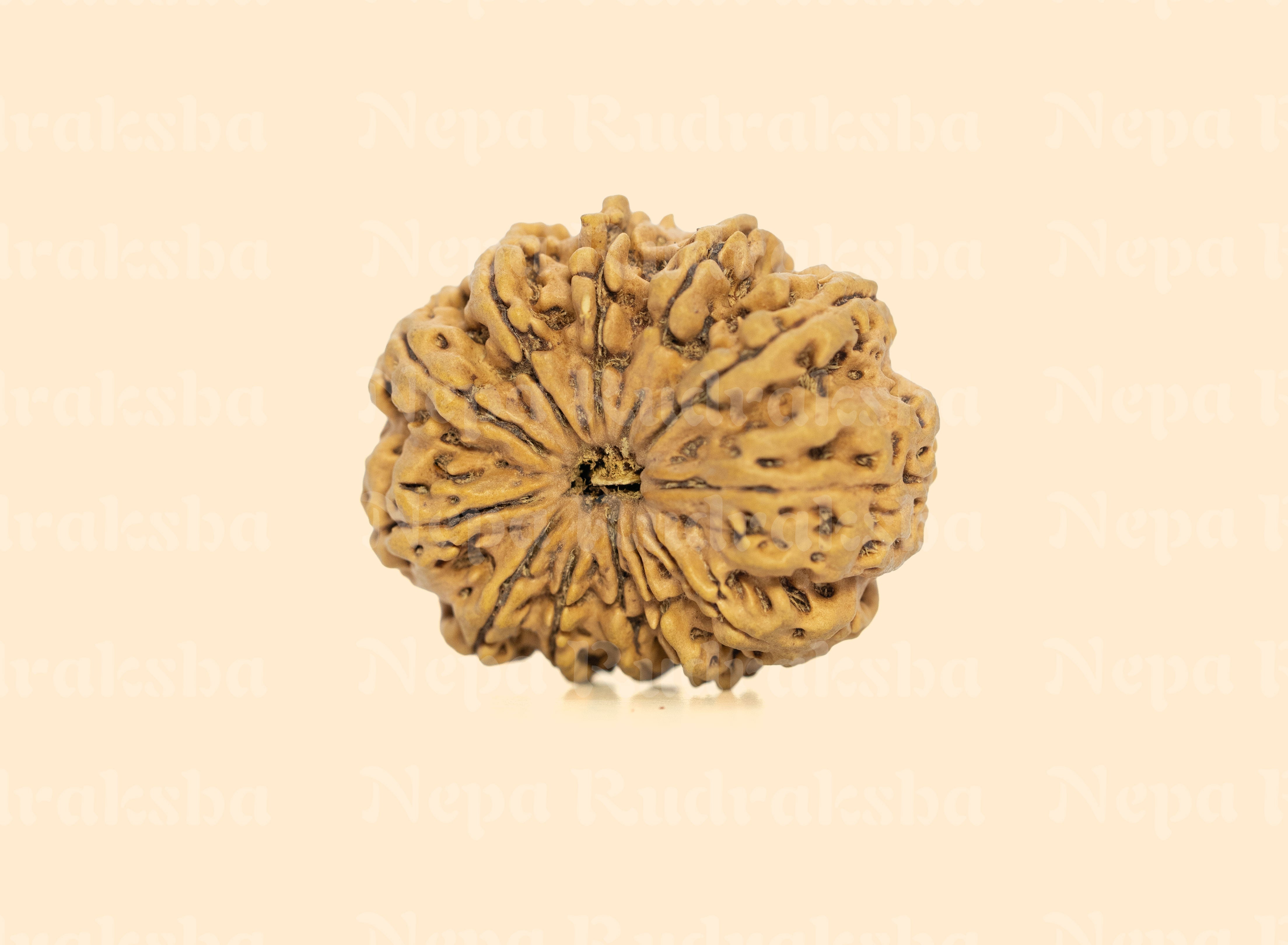 12 Mukhi (Super Collector) Rudraksha