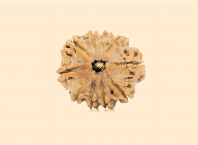 10 Mukhi (Medium) Rudraksha