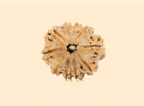 10 Mukhi (Medium) Rudraksha