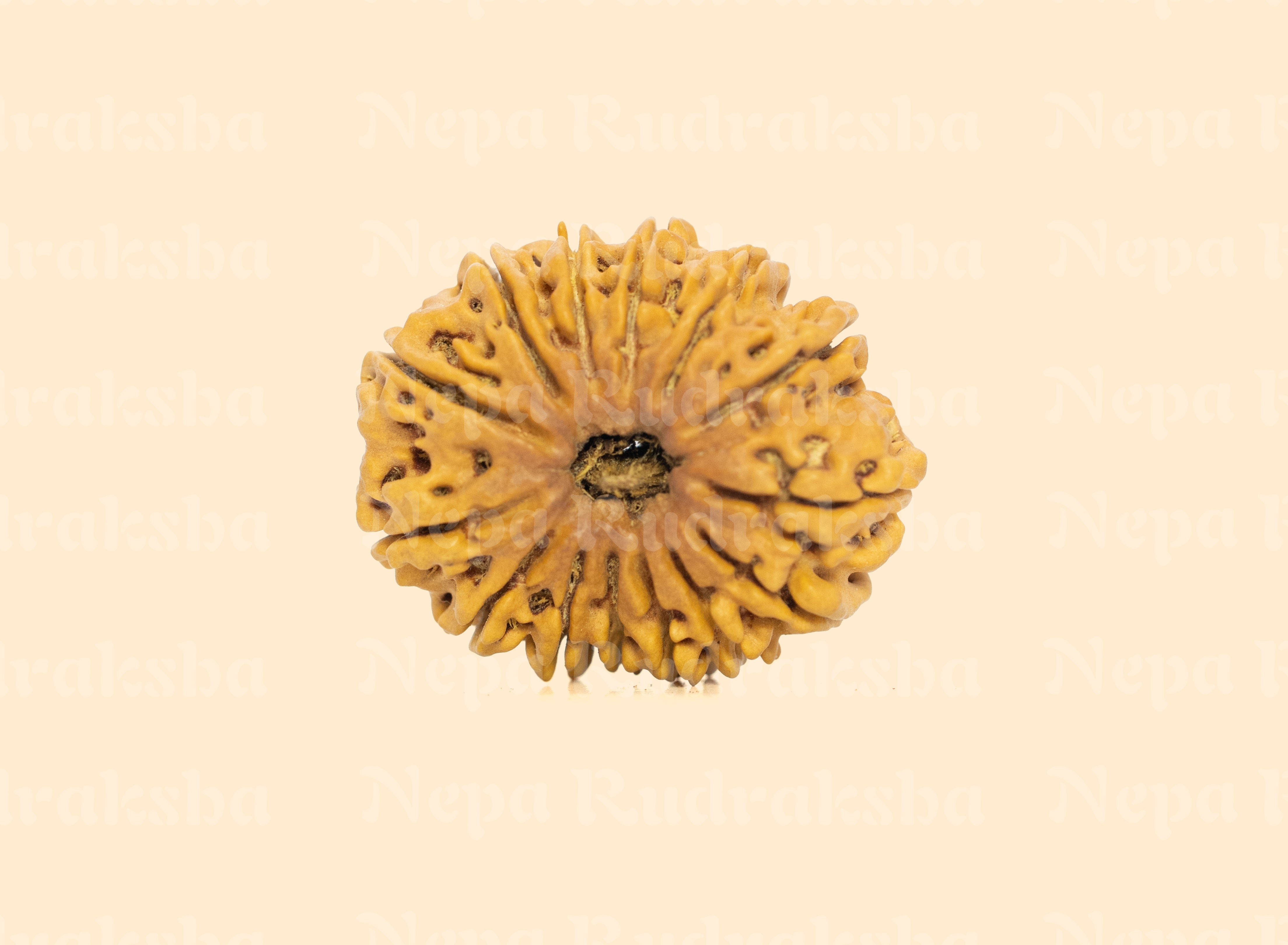 14 Mukhi (Collector) Rudraksha