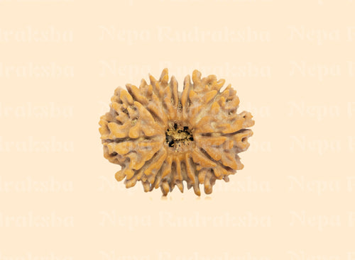 14 Mukhi (Medium) Rudraksha