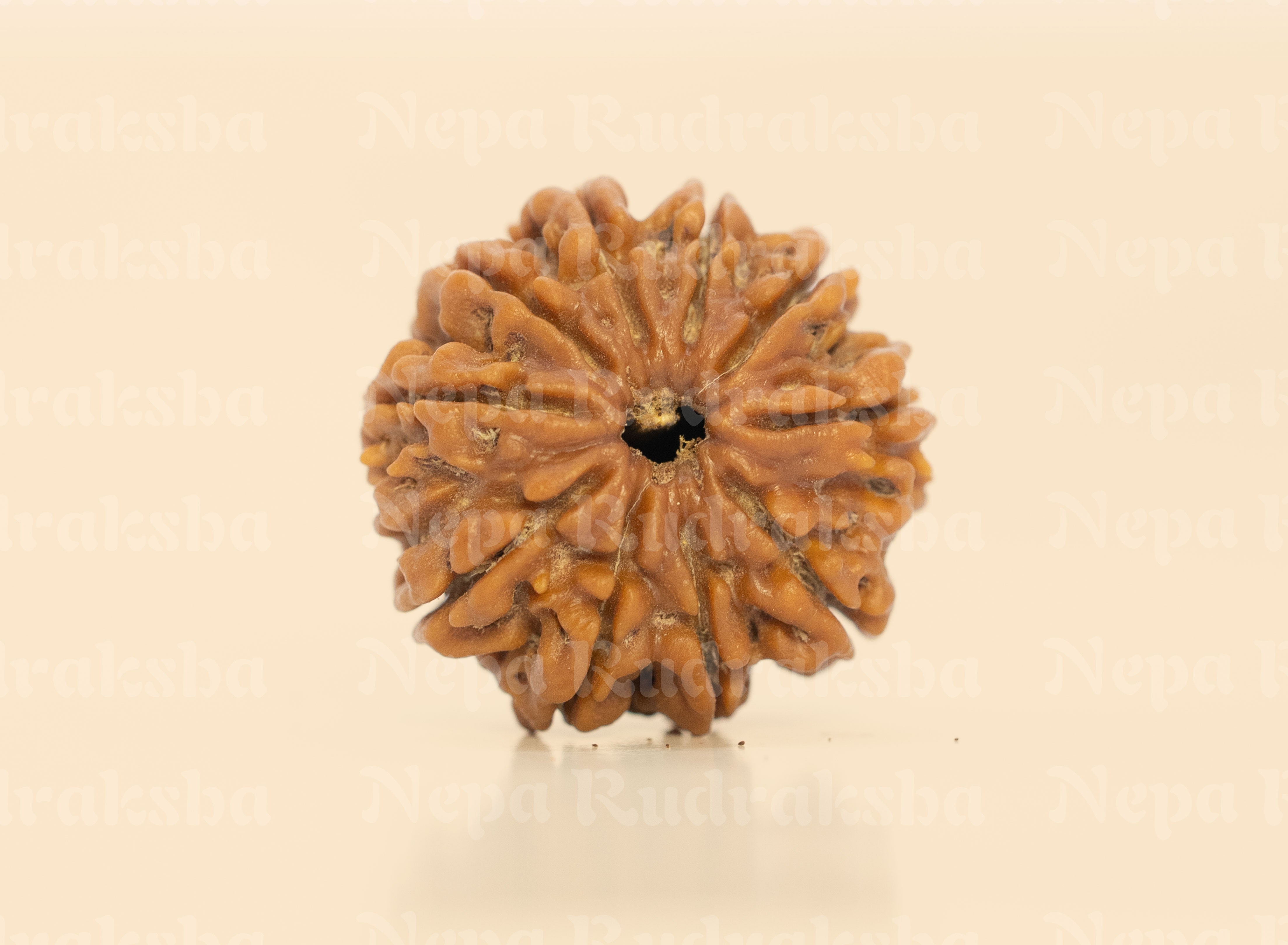 10 Mukhi (Regular) Rudraksha