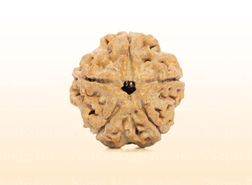 5 Mukhi (Medium) Rudraksha