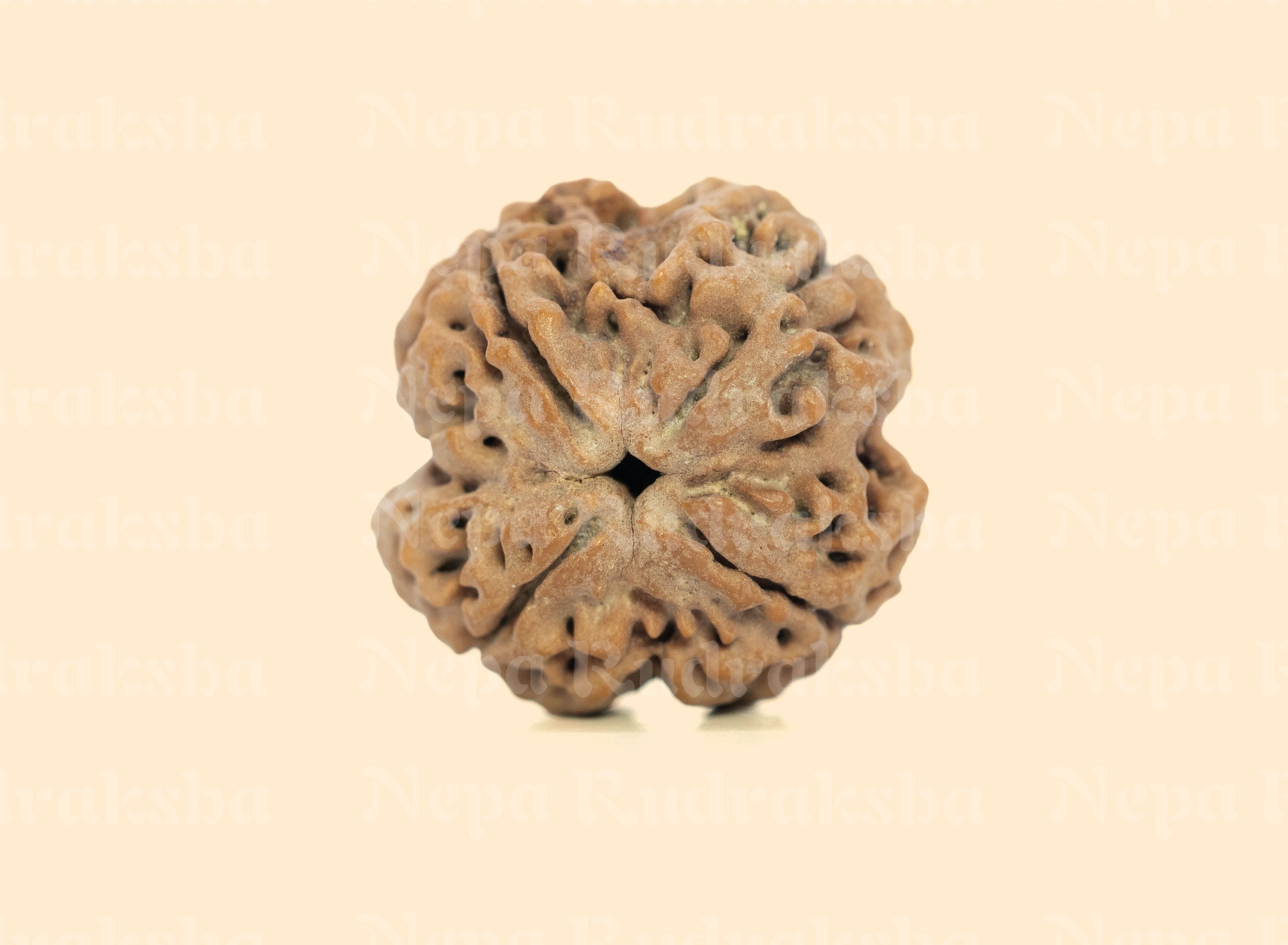 4 Mukhi (Collector) Rudraksha