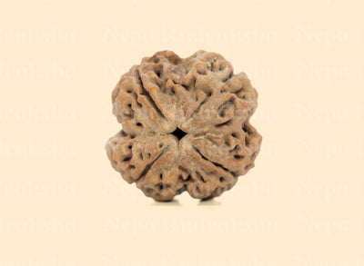 4 Mukhi (Collector) Rudraksha
