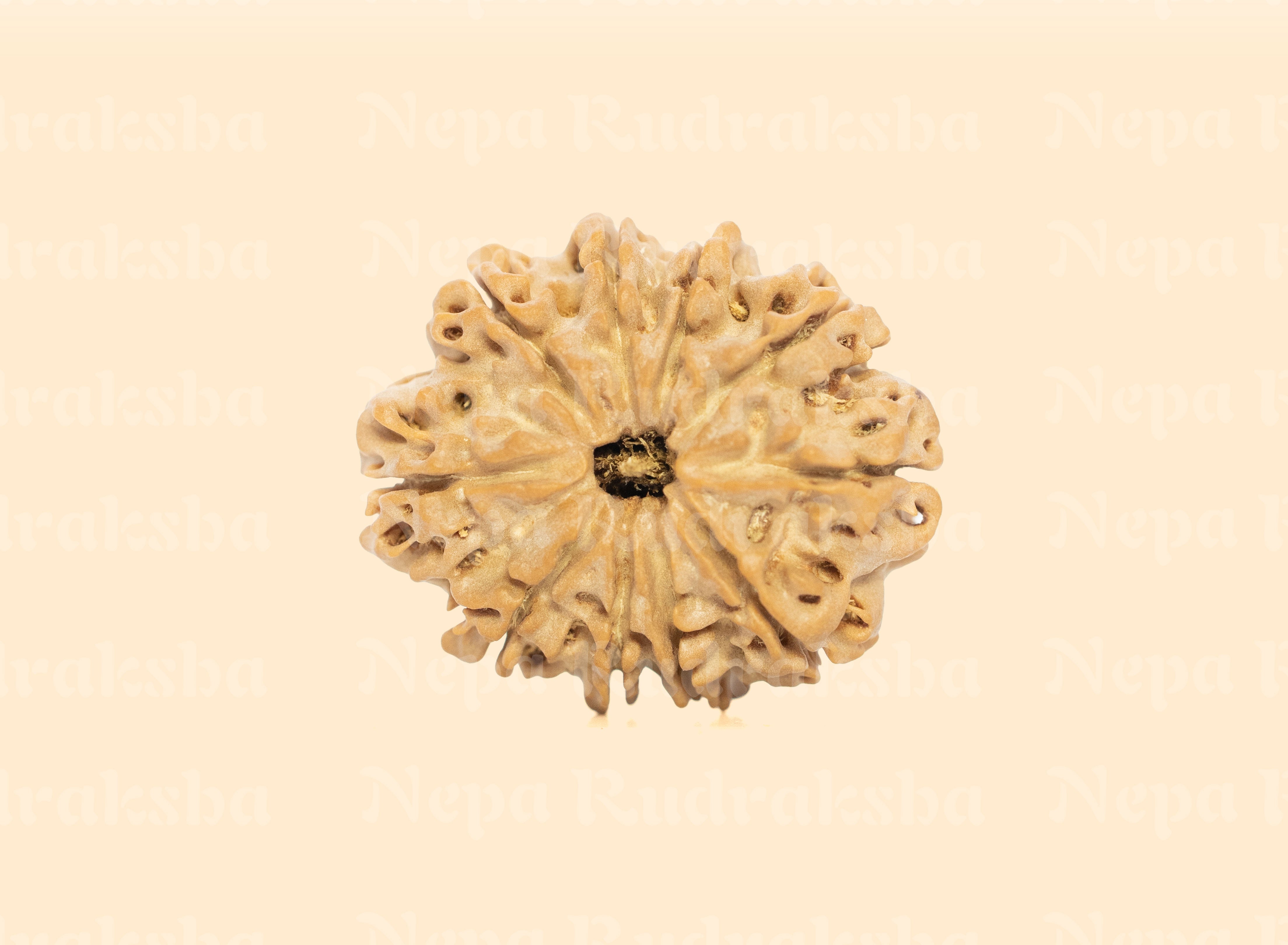 10 Mukhi (Collector) Rudraksha