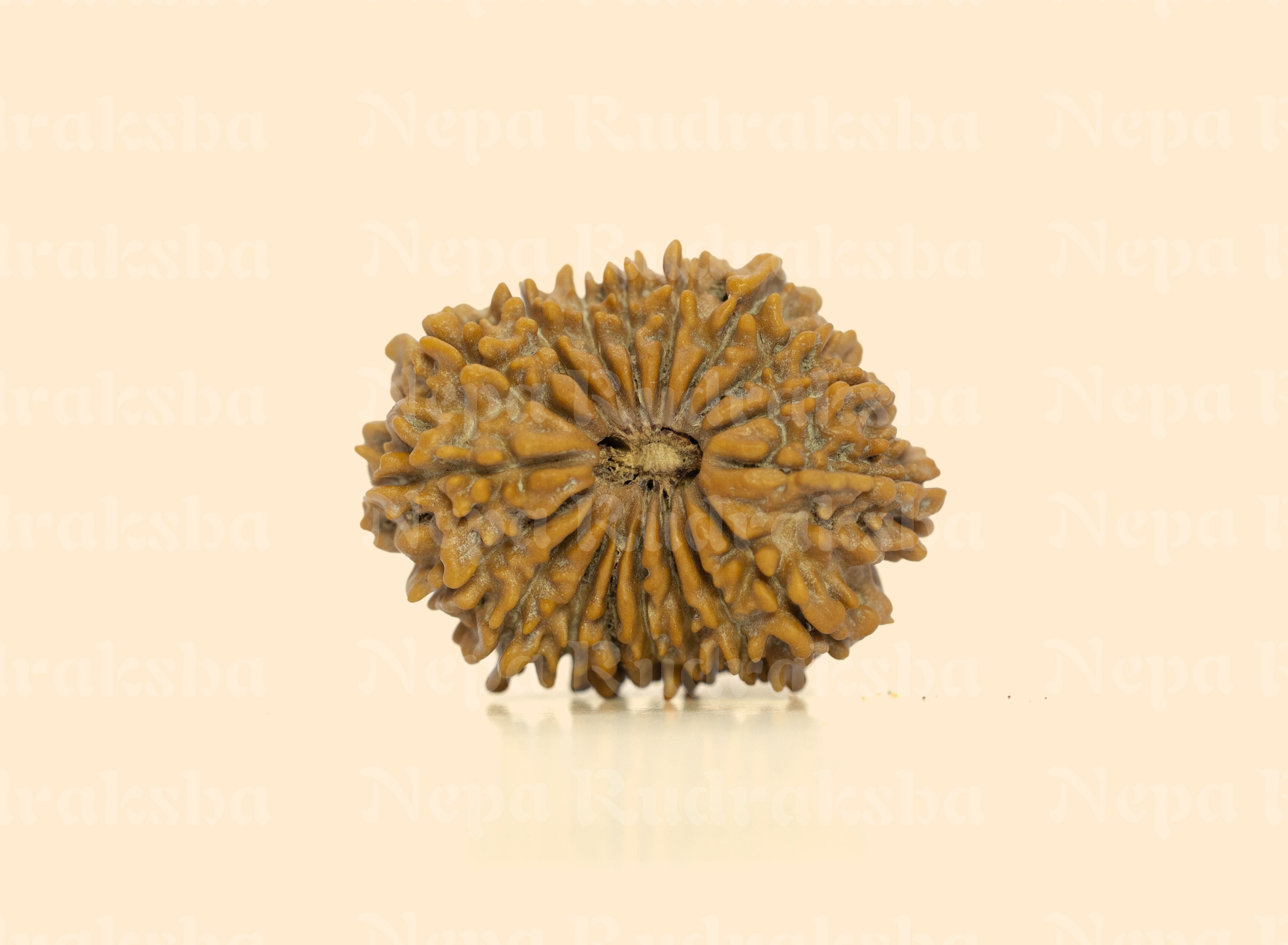 18 Mukhi (Regular) Rudraksha