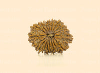 18 Mukhi (Regular) Rudraksha