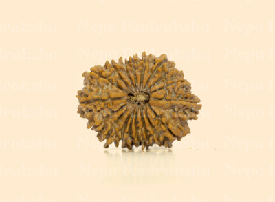 18 Mukhi (Regular) Rudraksha