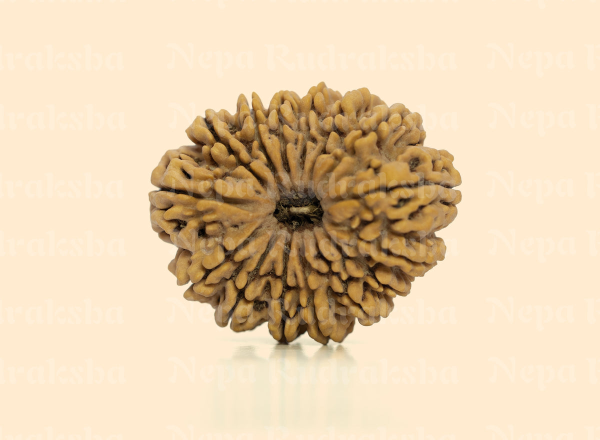 15 Mukhi (Super Collector) Rudraksha