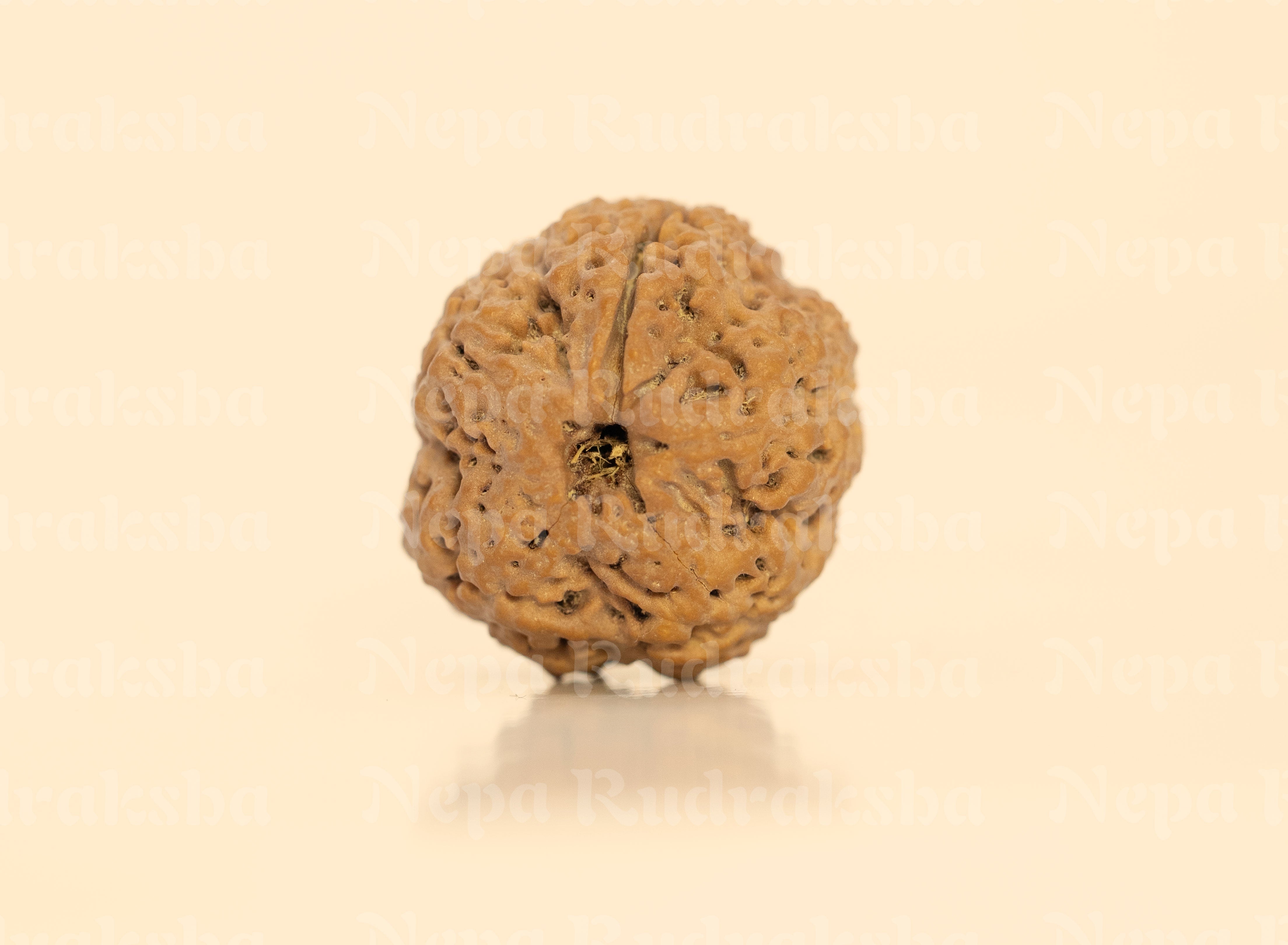 Nepali 1 Mukhi Round (Under-Developed)