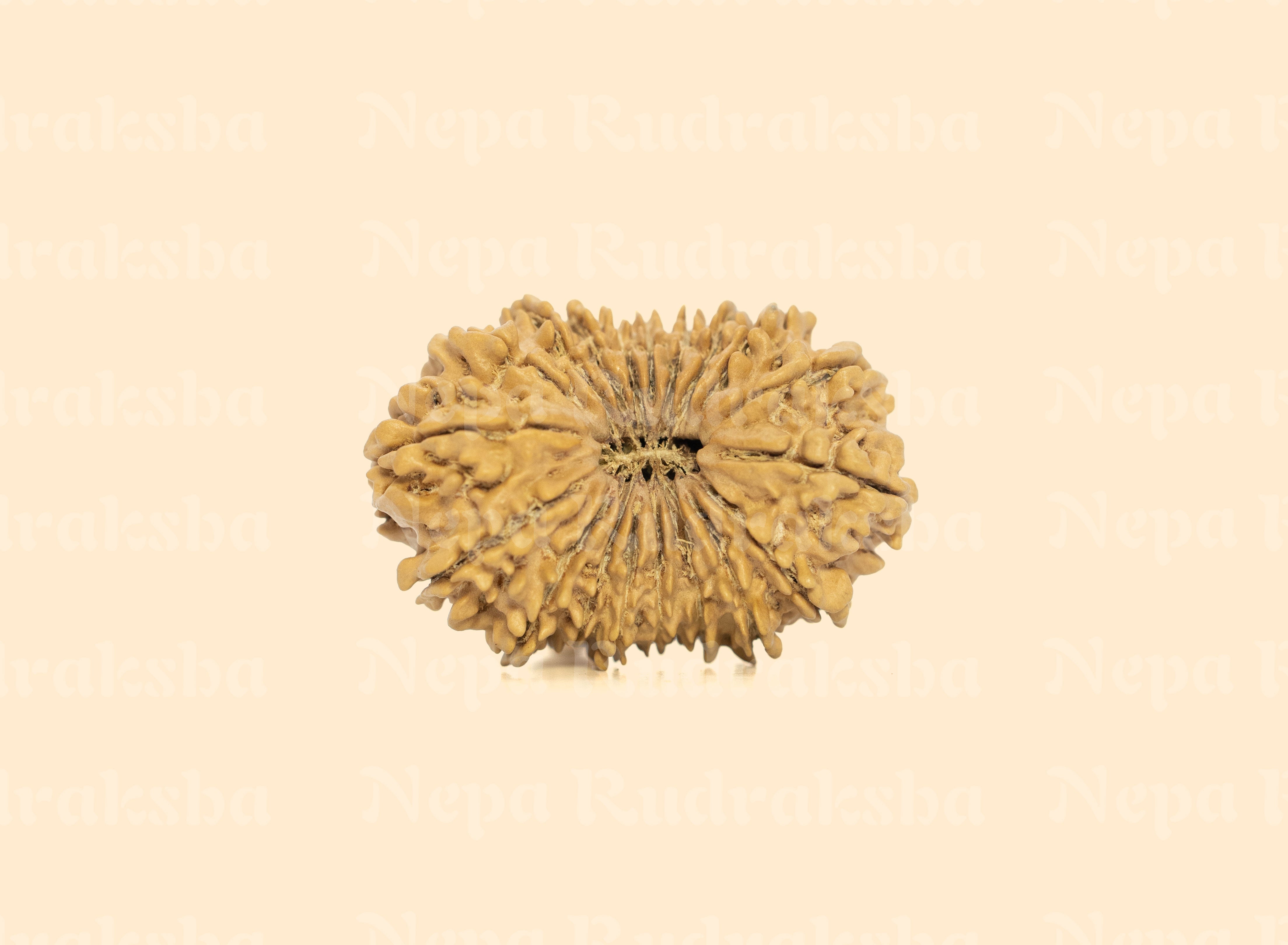 19 Mukhi (Collector) Rudraksha