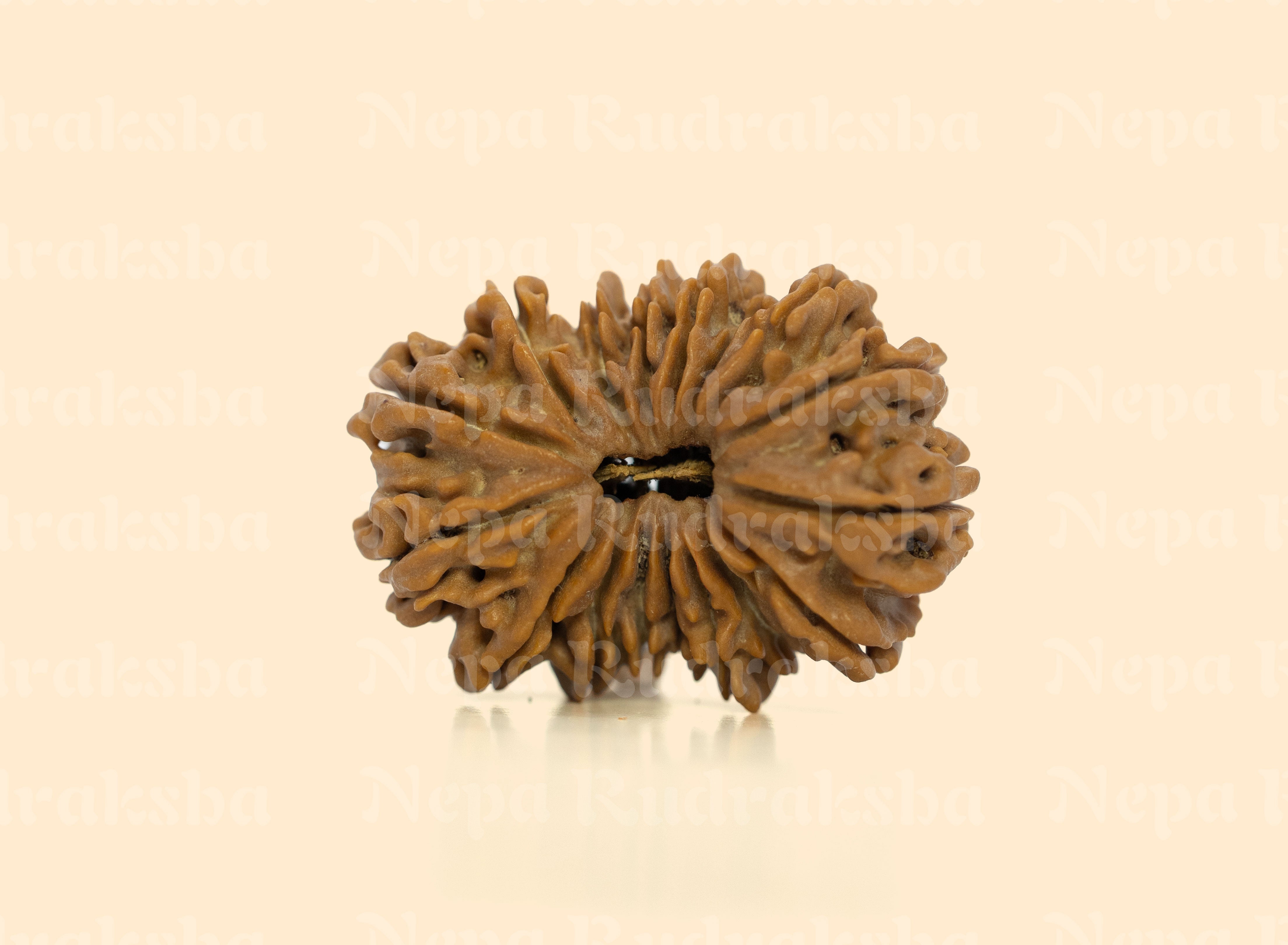 18 Mukhi (Collector) Rudraksha