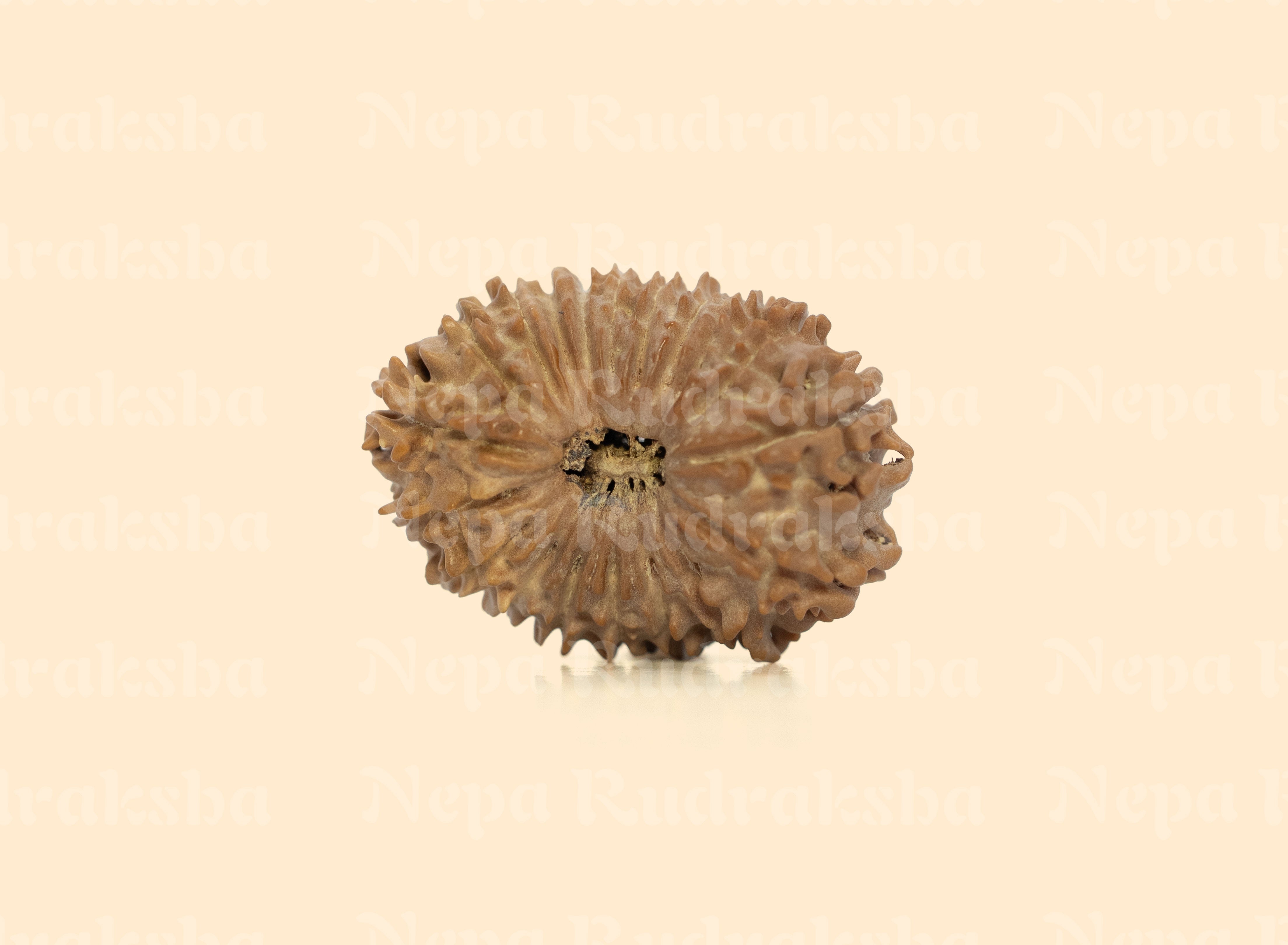 19 Mukhi (Regular)