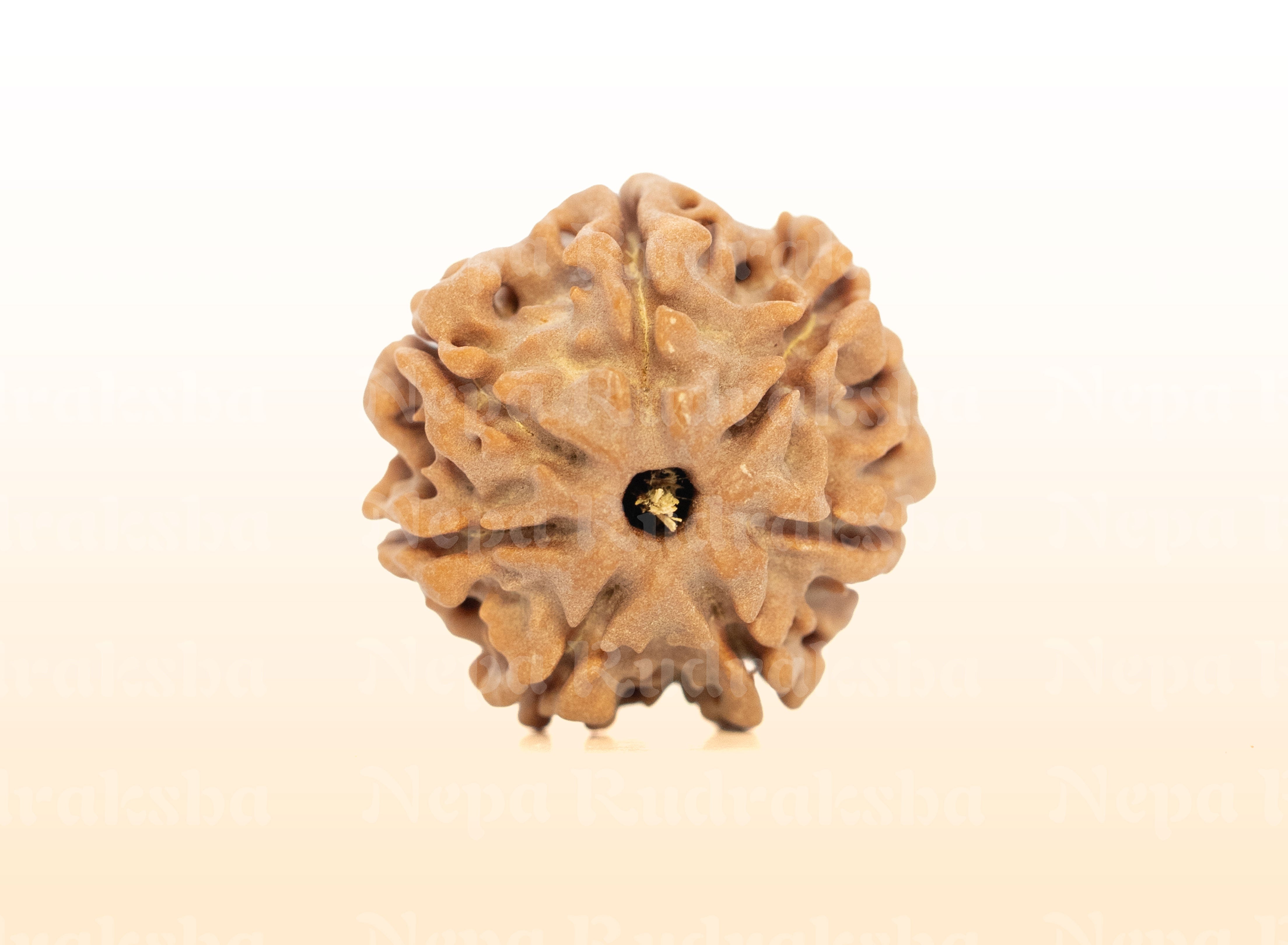 7 Mukhi (Regular) Rudraksha