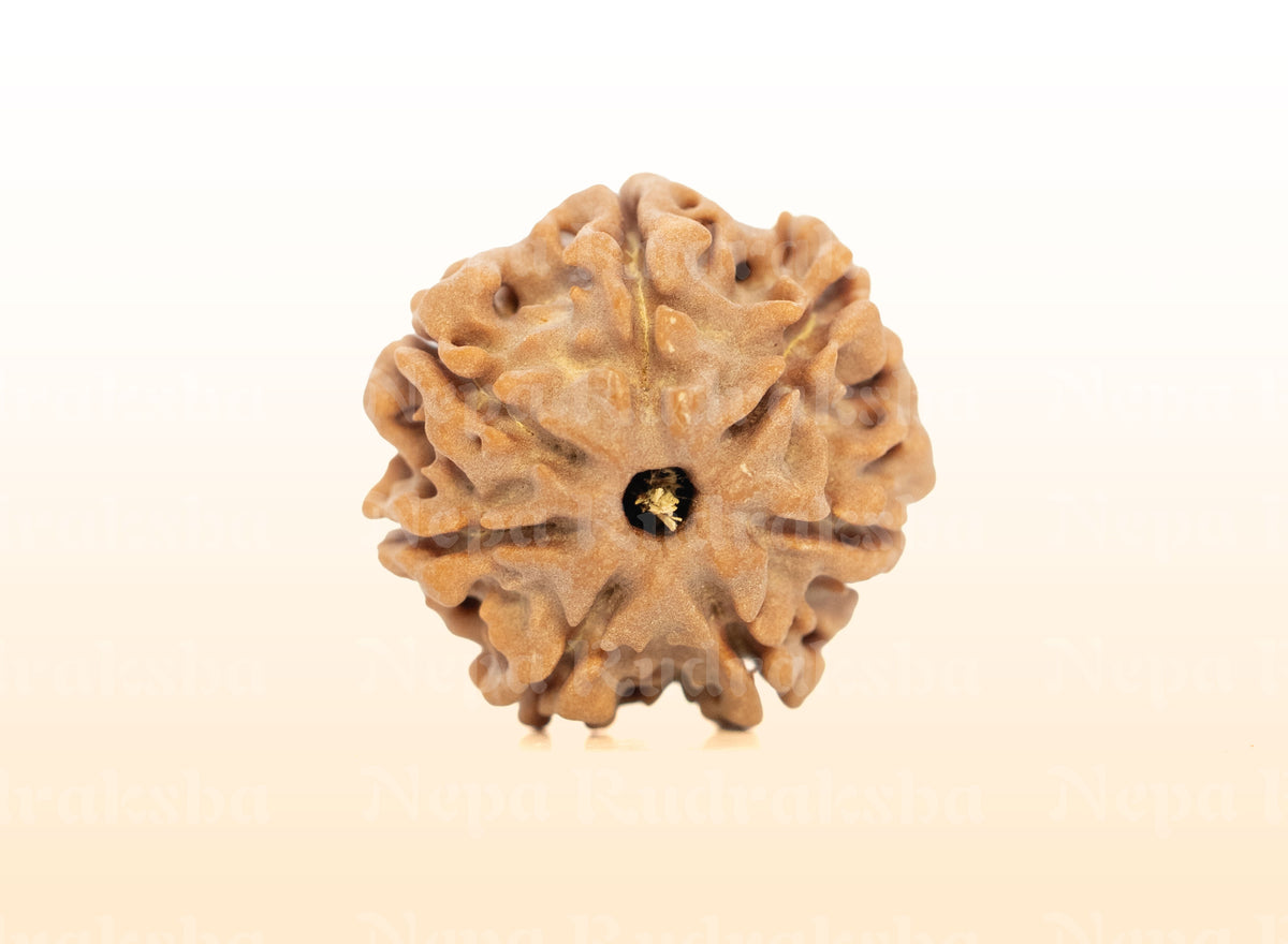 7 Mukhi (Regular) Rudraksha