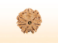 7 Mukhi (Regular) Rudraksha