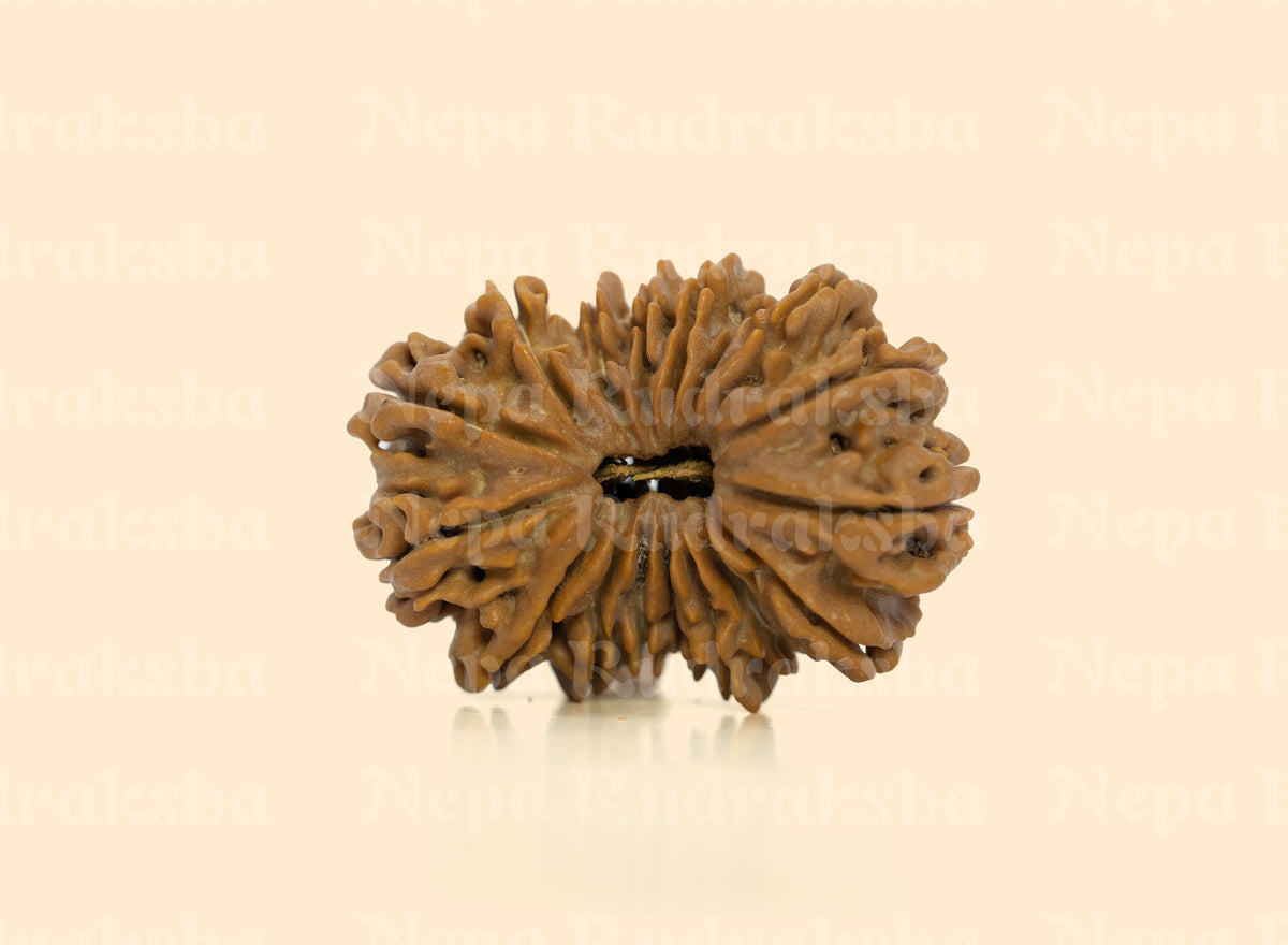 18 Mukhi Rudraksha