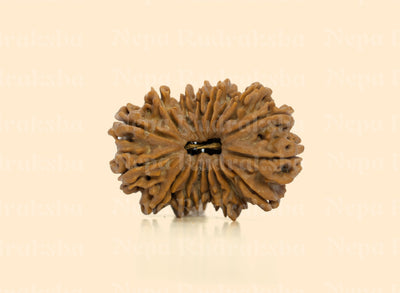 18 Mukhi Rudraksha