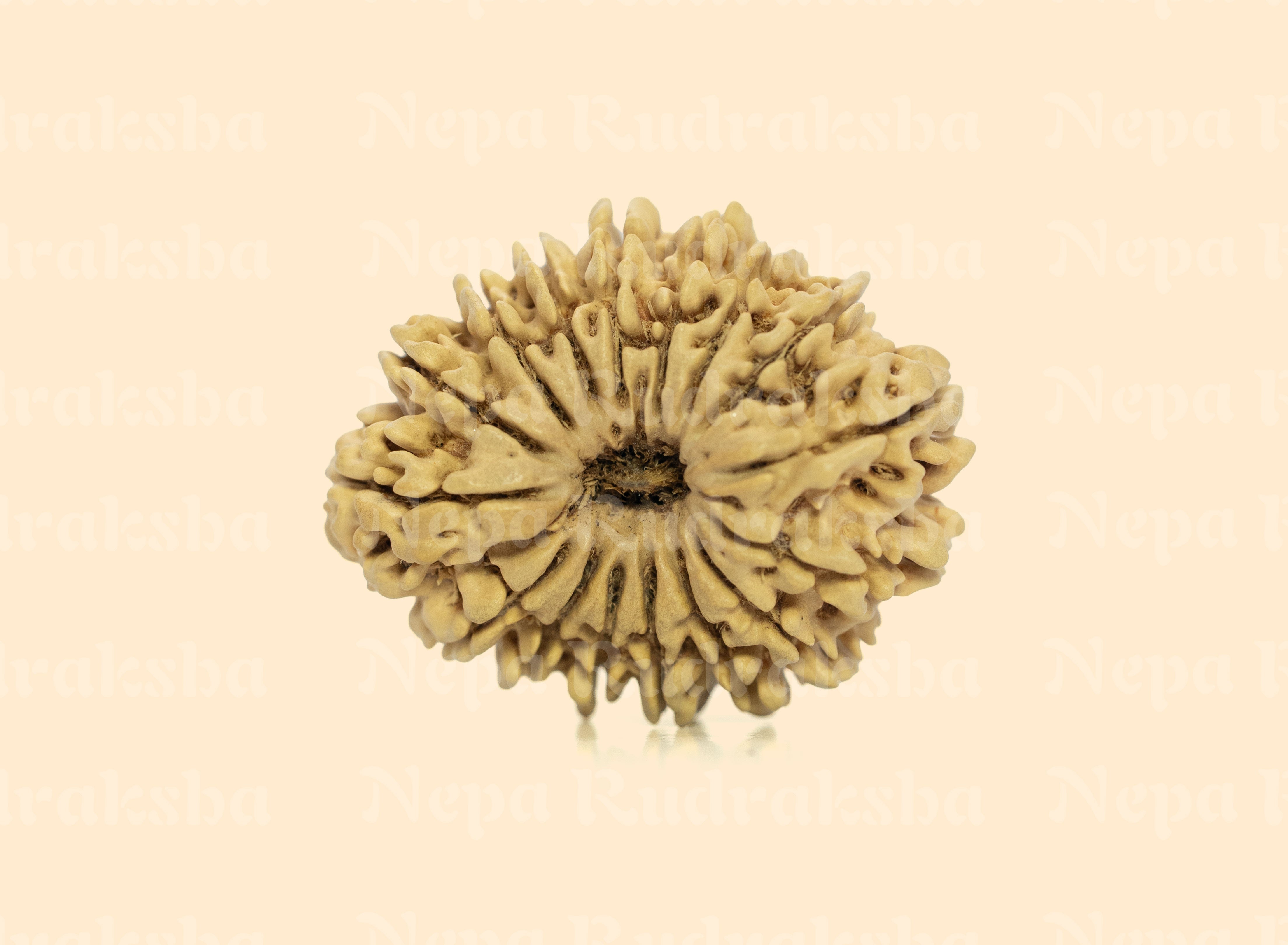 16 Mukhi (Collector) Rudraksha
