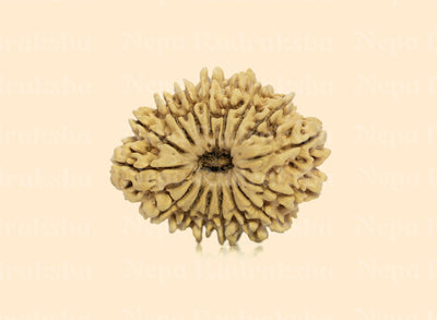 16 Mukhi (Collector) Rudraksha