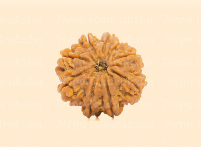 9 Mukhi (Medium) Rudraksha