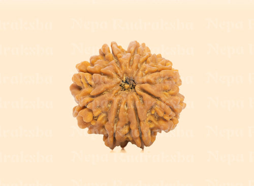 9 Mukhi (Medium) Rudraksha