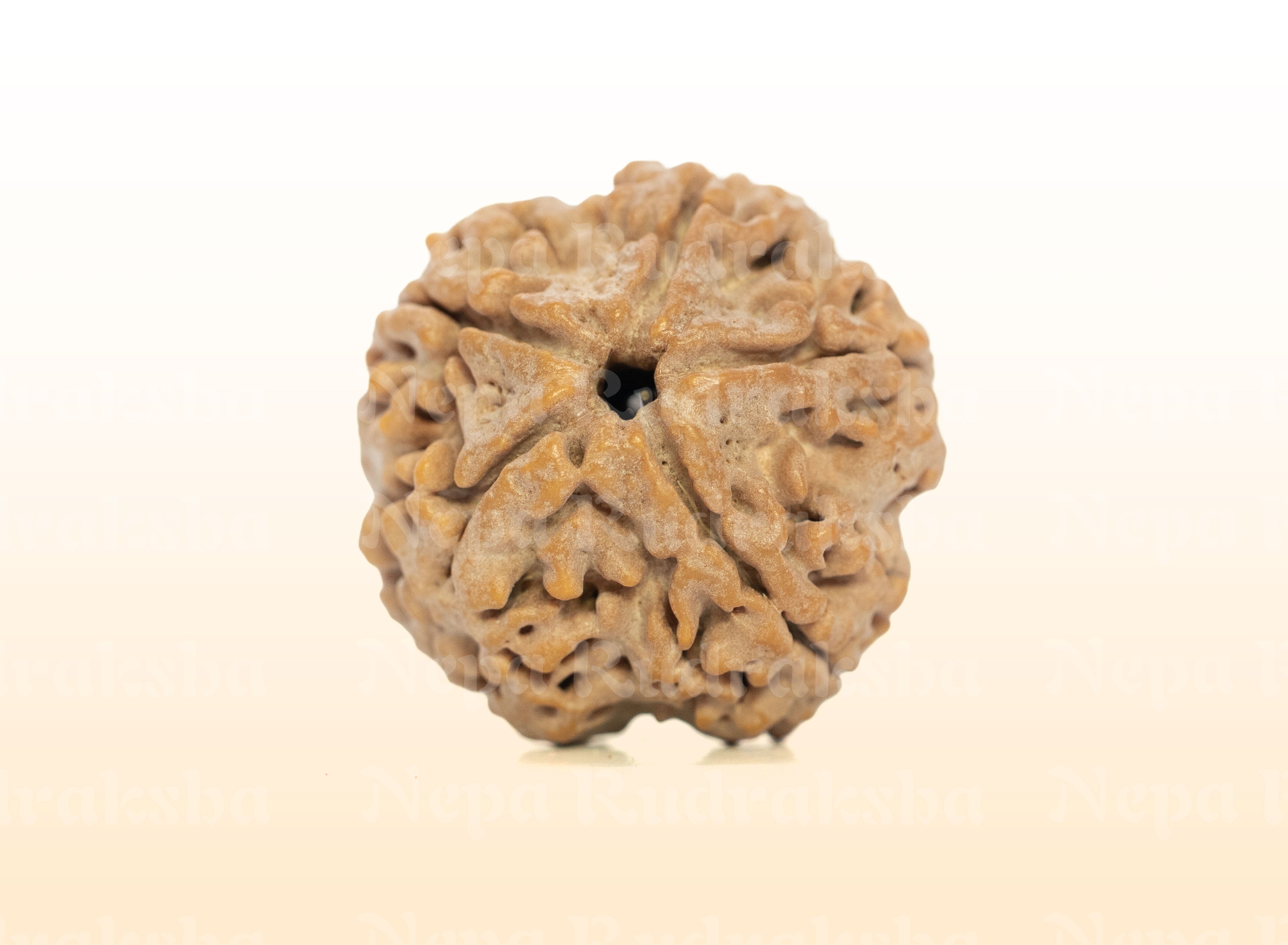 5 Mukhi (Collector) Rudraksha