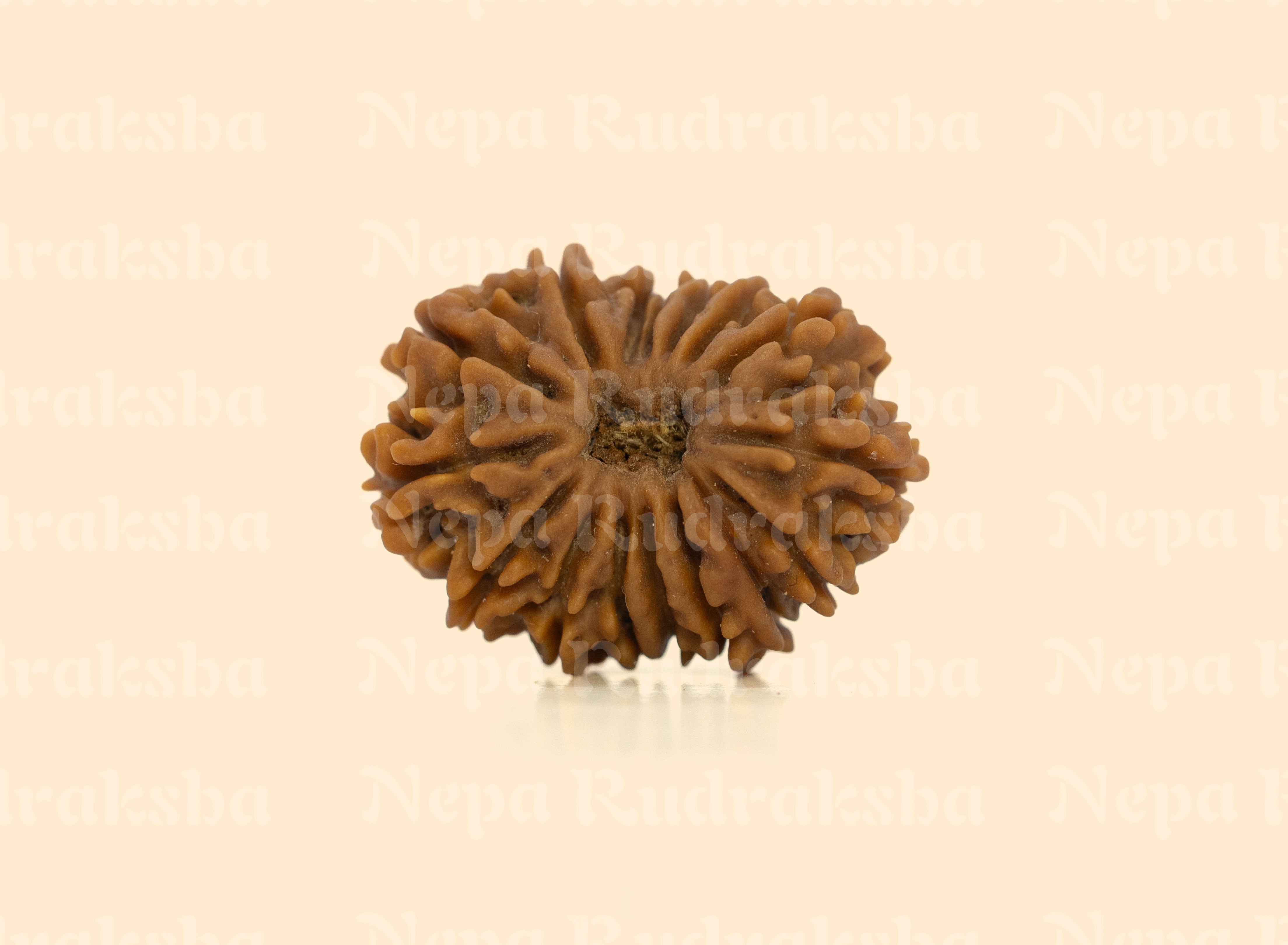 16 Mukhi (Regular) Rudraksha